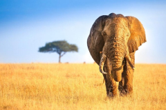 Maasai-Mara-Safari-from-Nairobi