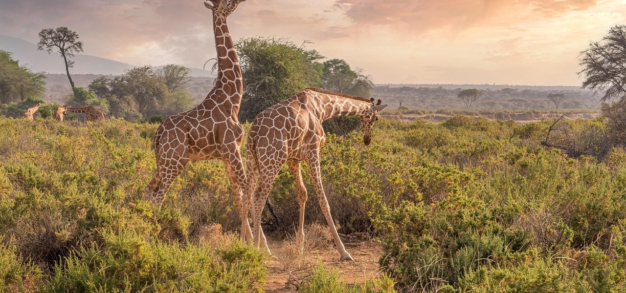 giraffes spotted on a Kenya safari