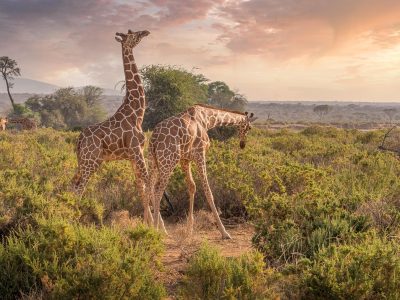 giraffes spotted on a Kenya safari