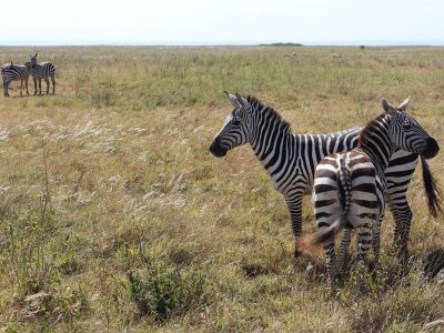 zebra zebras spotted in park