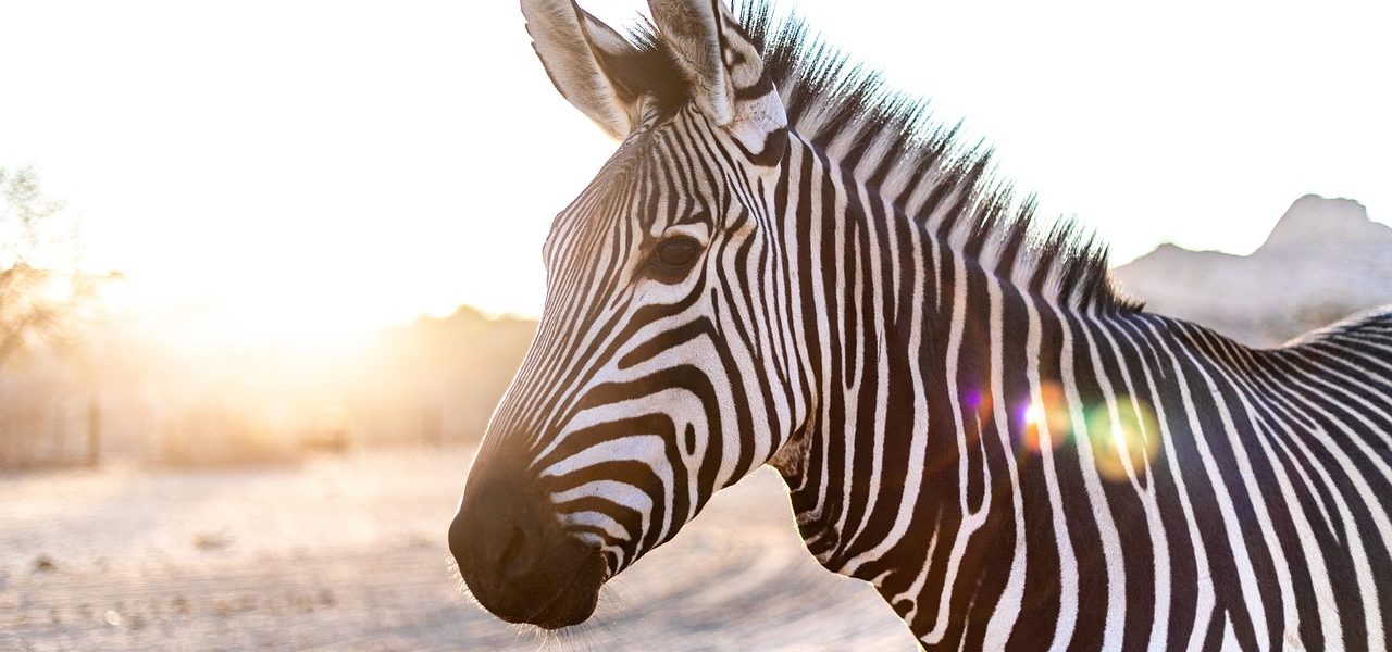 zebra spotted during a Kenya safari
