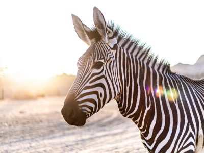 zebra zebra spotted during a Kenya safari