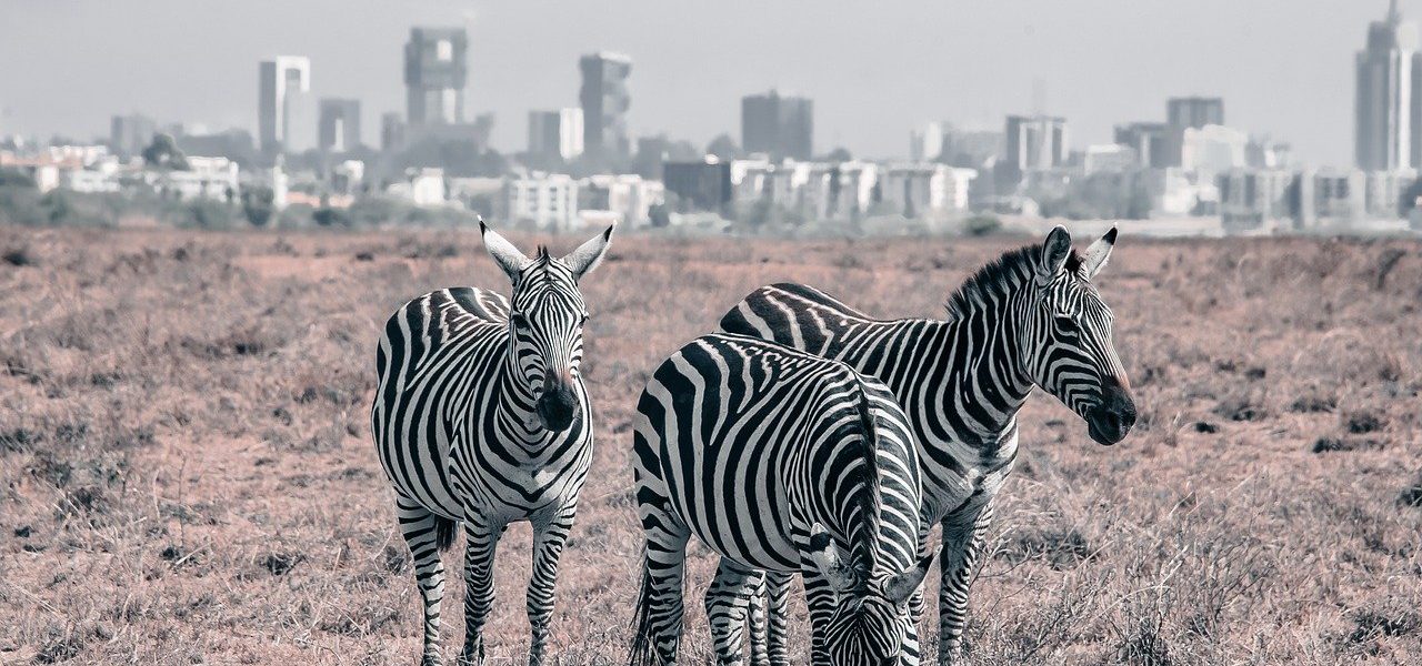 zebras in nairobi national park