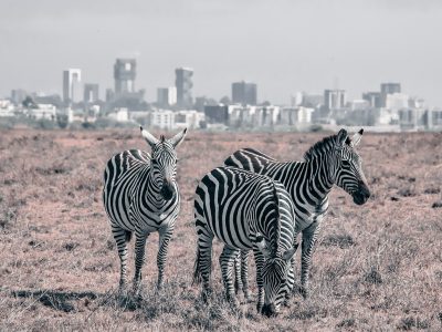 zebras in nairobi national park